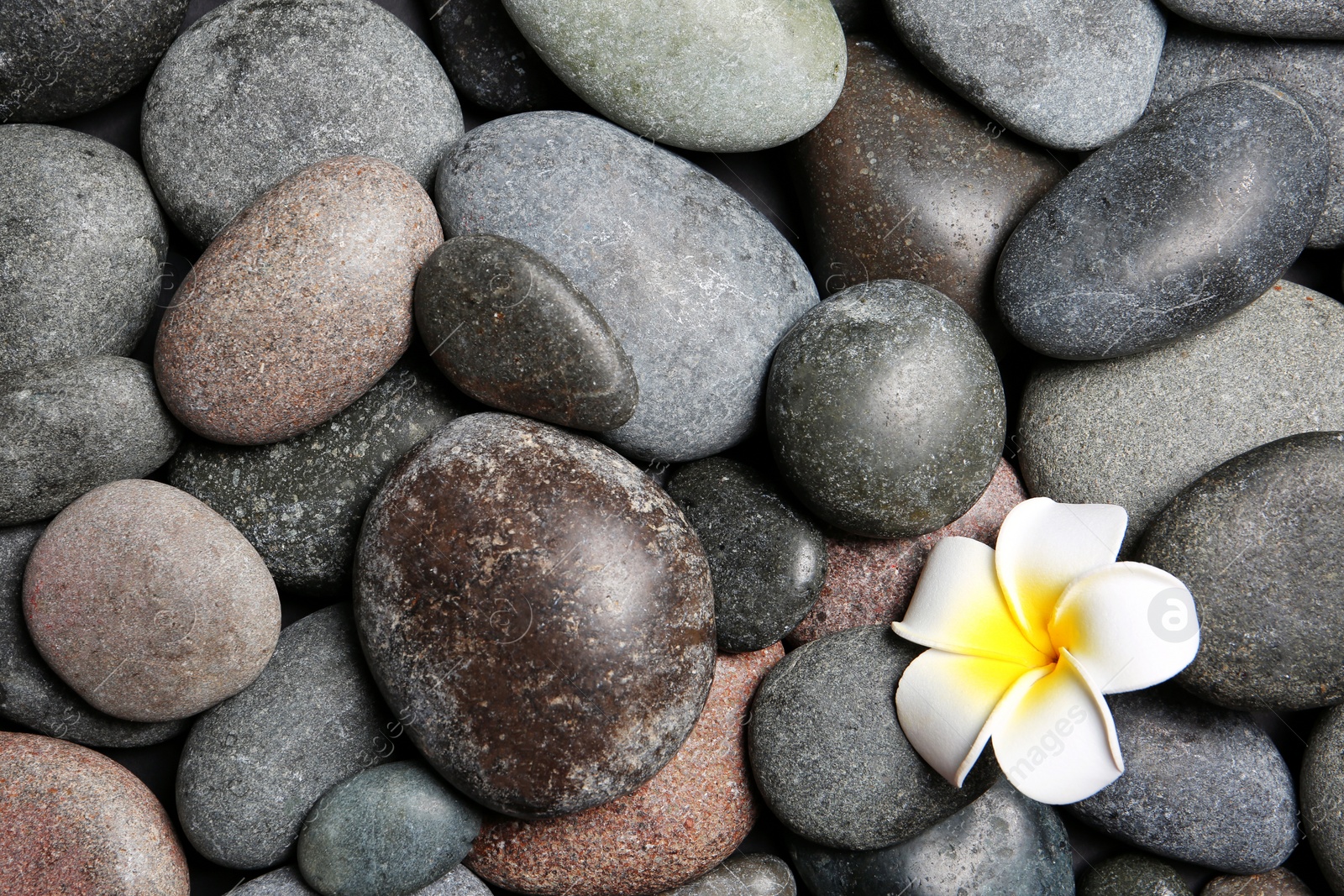 Photo of Composition with spa stones and beautiful flower as background, top view