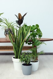 Photo of Different beautiful house plants near white wall in room