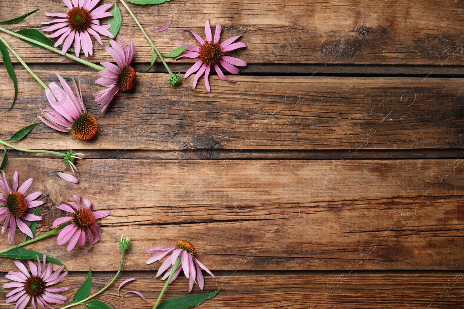 Photo of Beautiful blooming echinacea flowers on wooden table, flat lay. Space for text