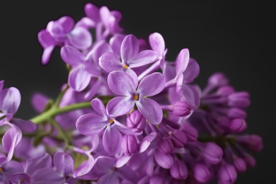 Photo of Beautiful blossoming lilac on dark background. Spring flowers