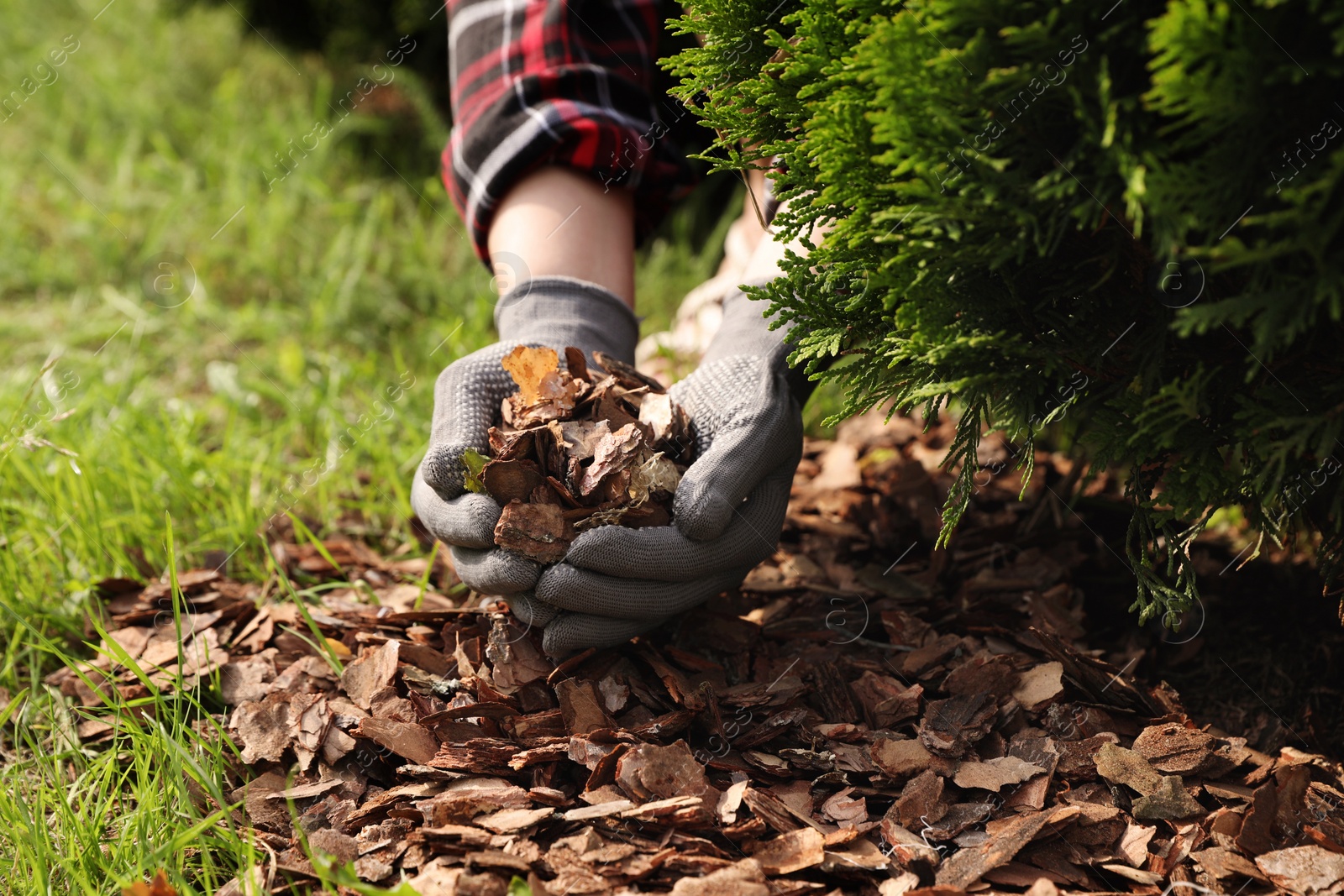 Photo of Woman mulching soil with bark chips in garden, closeup