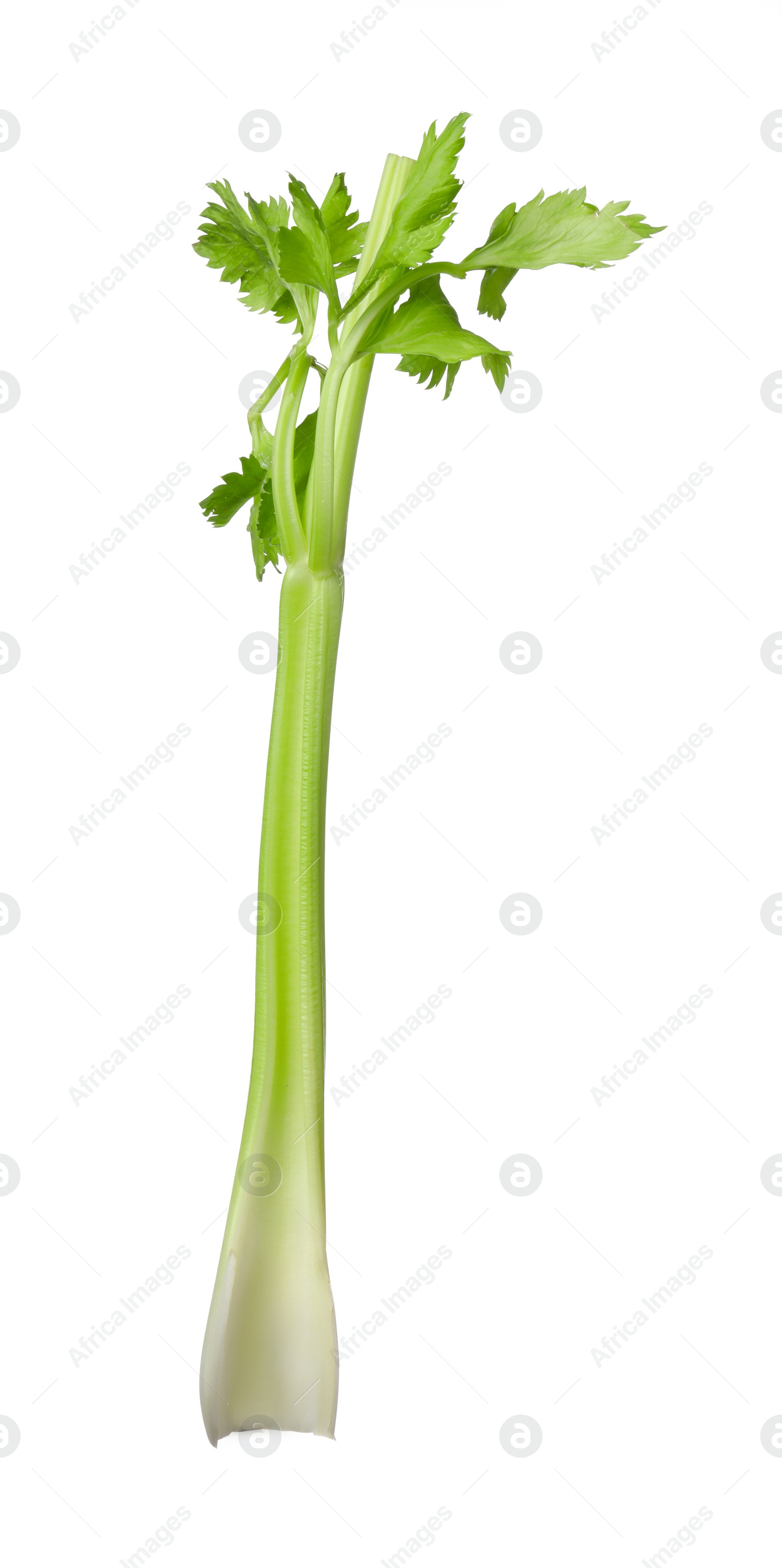 Photo of Fresh stalk of celery isolated on white