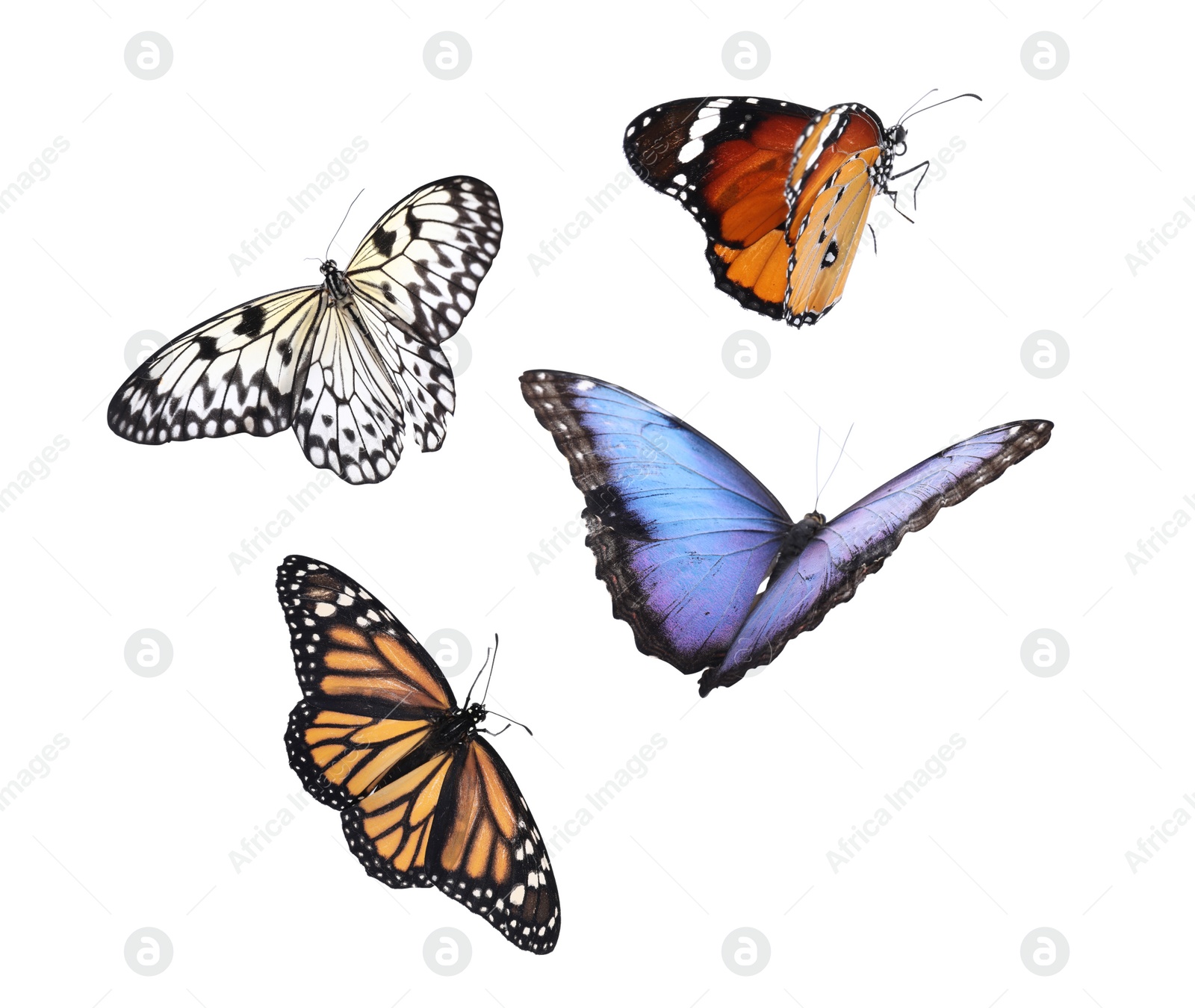 Image of Amazing different butterflies flying on white background