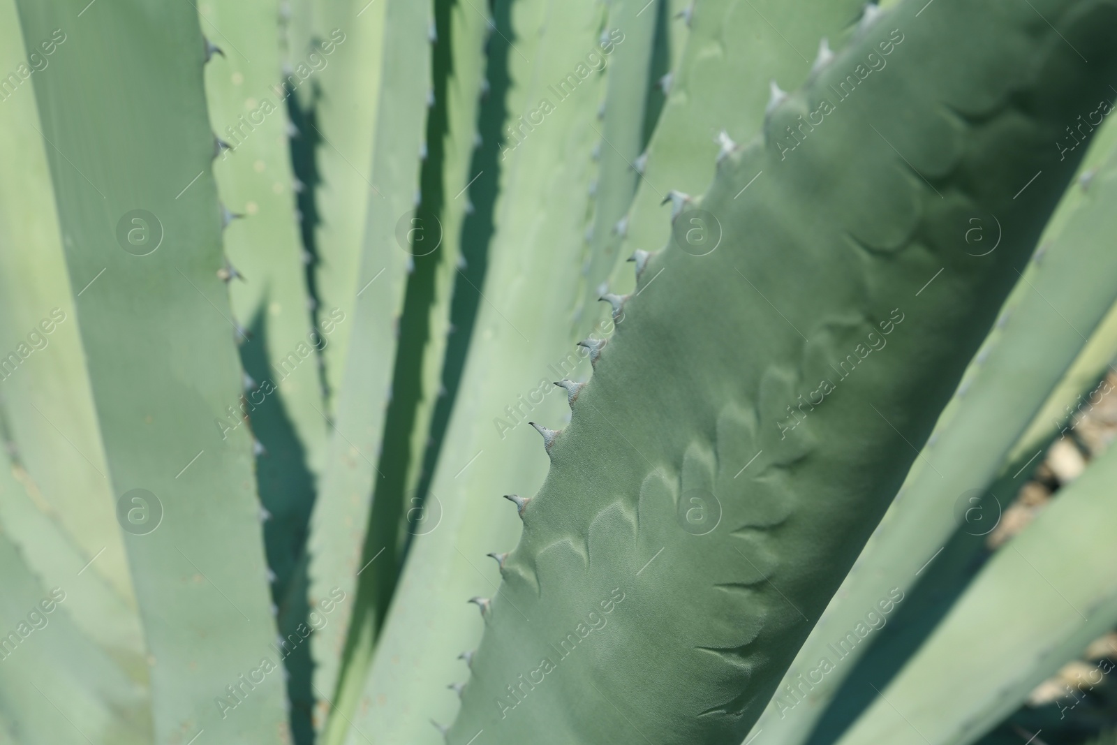 Photo of Closeup view of beautiful Agave leaves, space for text. Exotic plant