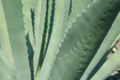 Photo of Closeup view of beautiful Agave leaves, space for text. Exotic plant