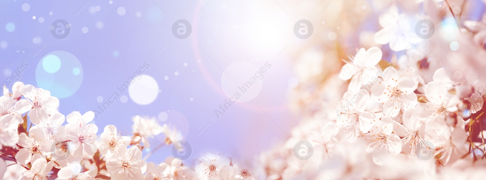 Image of Beautiful cherry tree with tender flowers. Amazing spring blossom