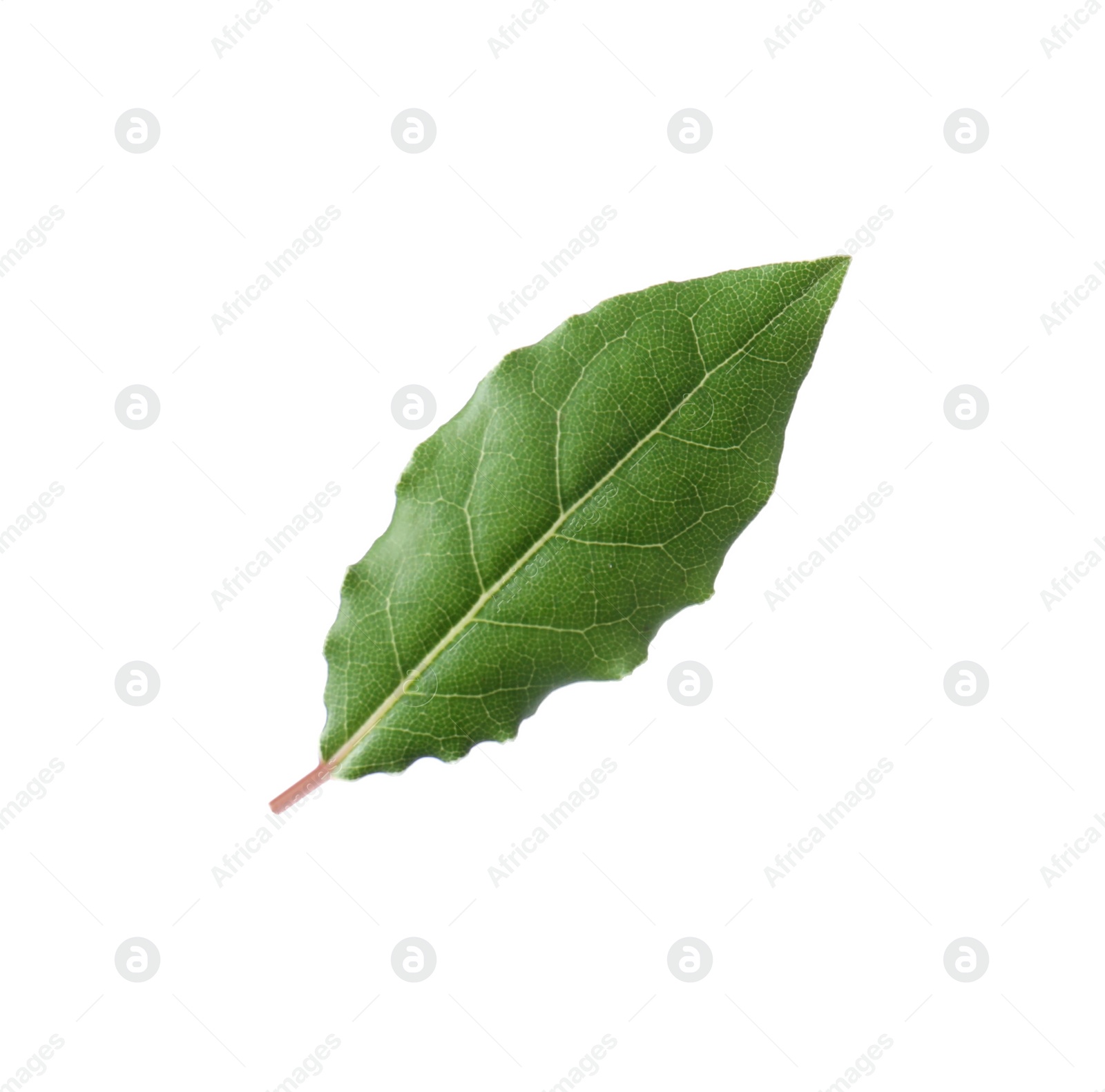 Photo of One fresh bay leaf isolated on white