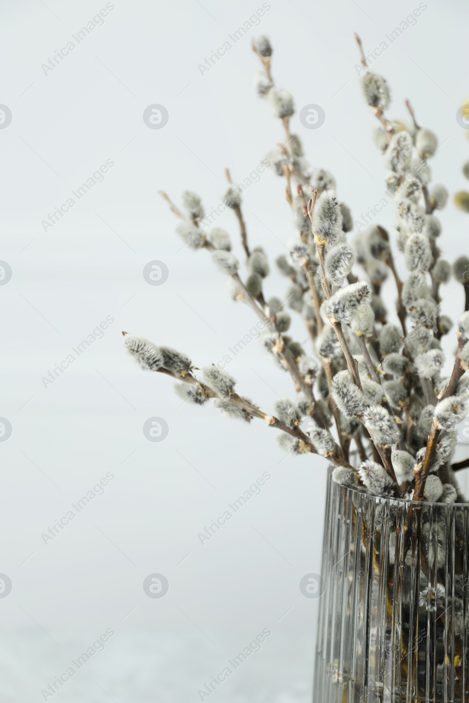 Photo of Beautiful pussy willow branches in glass vase on white background, closeup