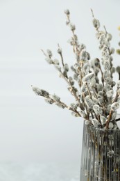 Beautiful pussy willow branches in glass vase on white background, closeup