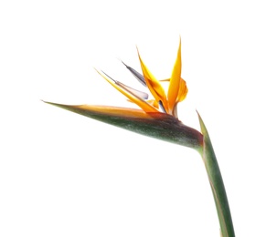 Photo of Beautiful bird of paradise flower on white background. Tropical plant