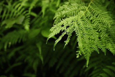 Beautiful green fern leaves in wild forest