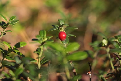Photo of Tasty ripe lingonberry growing on sprig outdoors