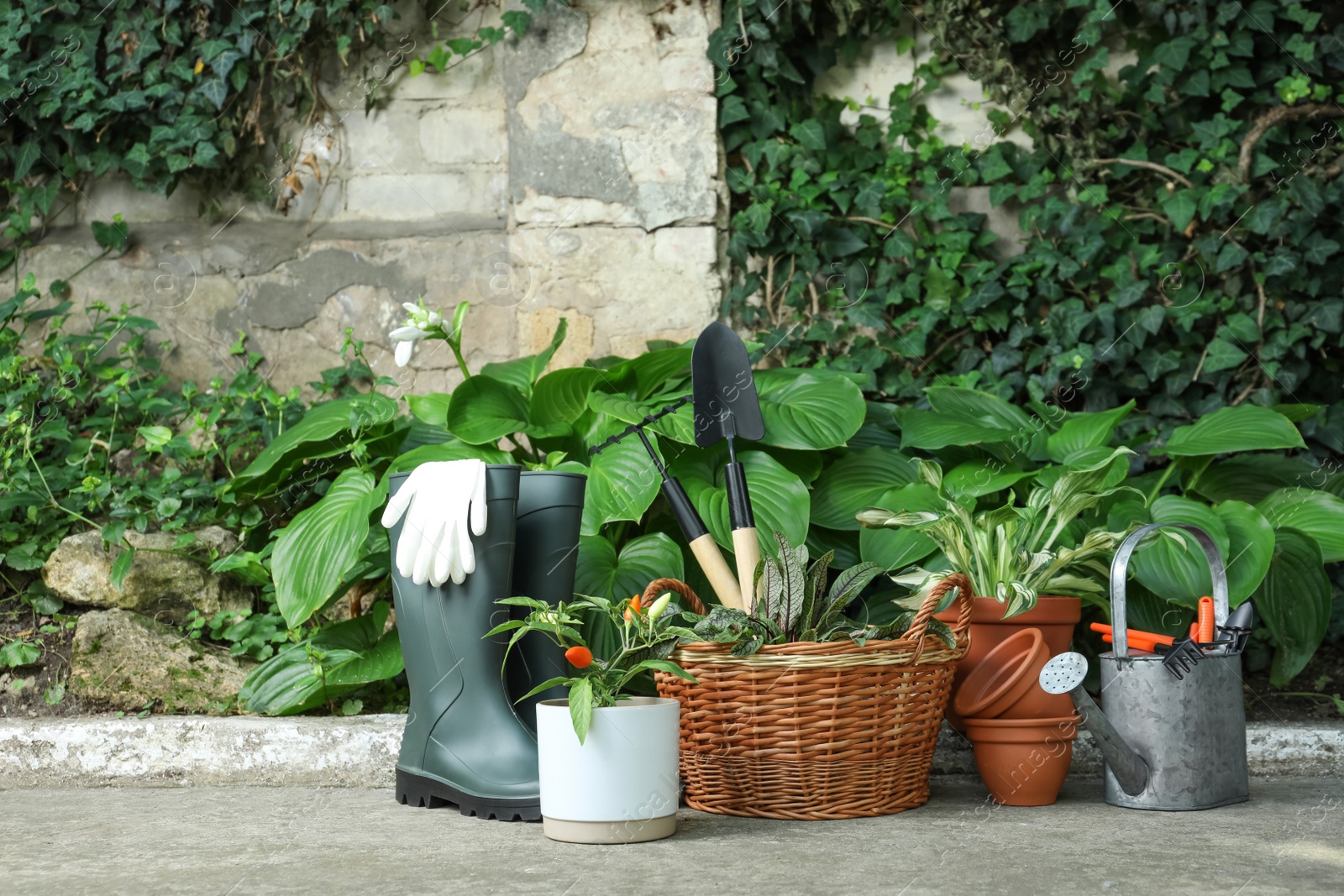 Photo of Beautiful plants, rubber boots and gardening tools outdoors