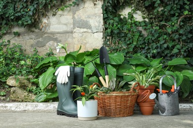 Beautiful plants, rubber boots and gardening tools outdoors