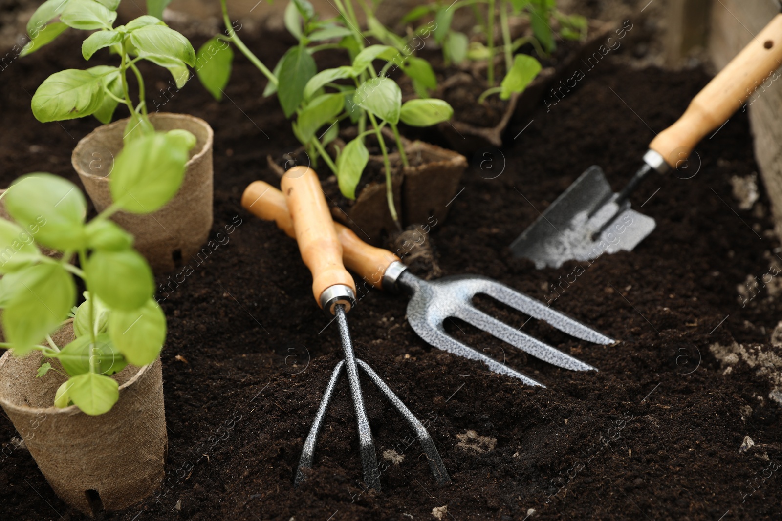 Photo of Seedlings in containers and gardening tools on ground outdoors