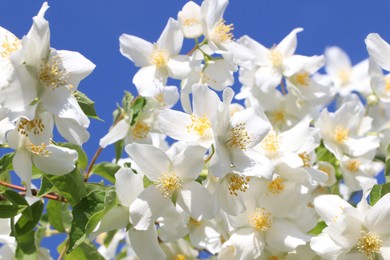 Photo of Closeup view of beautiful blooming white jasmine shrub against blue sky