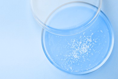 Image of Petri dish with different sample on light blue background, top view. Space for text. Laboratory glassware