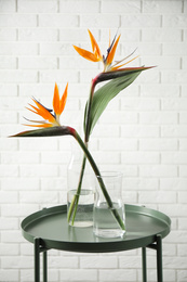 Bird of Paradise tropical flowers near white brick wall