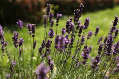 Photo of Beautiful lavender flowers growing in garden on summer day