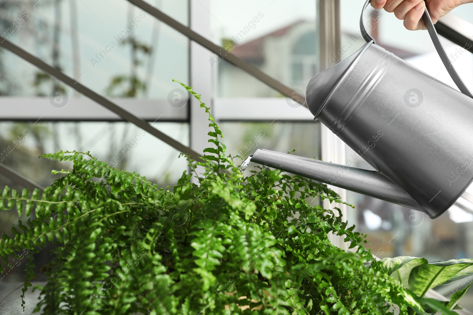 Photo of Woman watering fern on stairs, closeup. Home plant