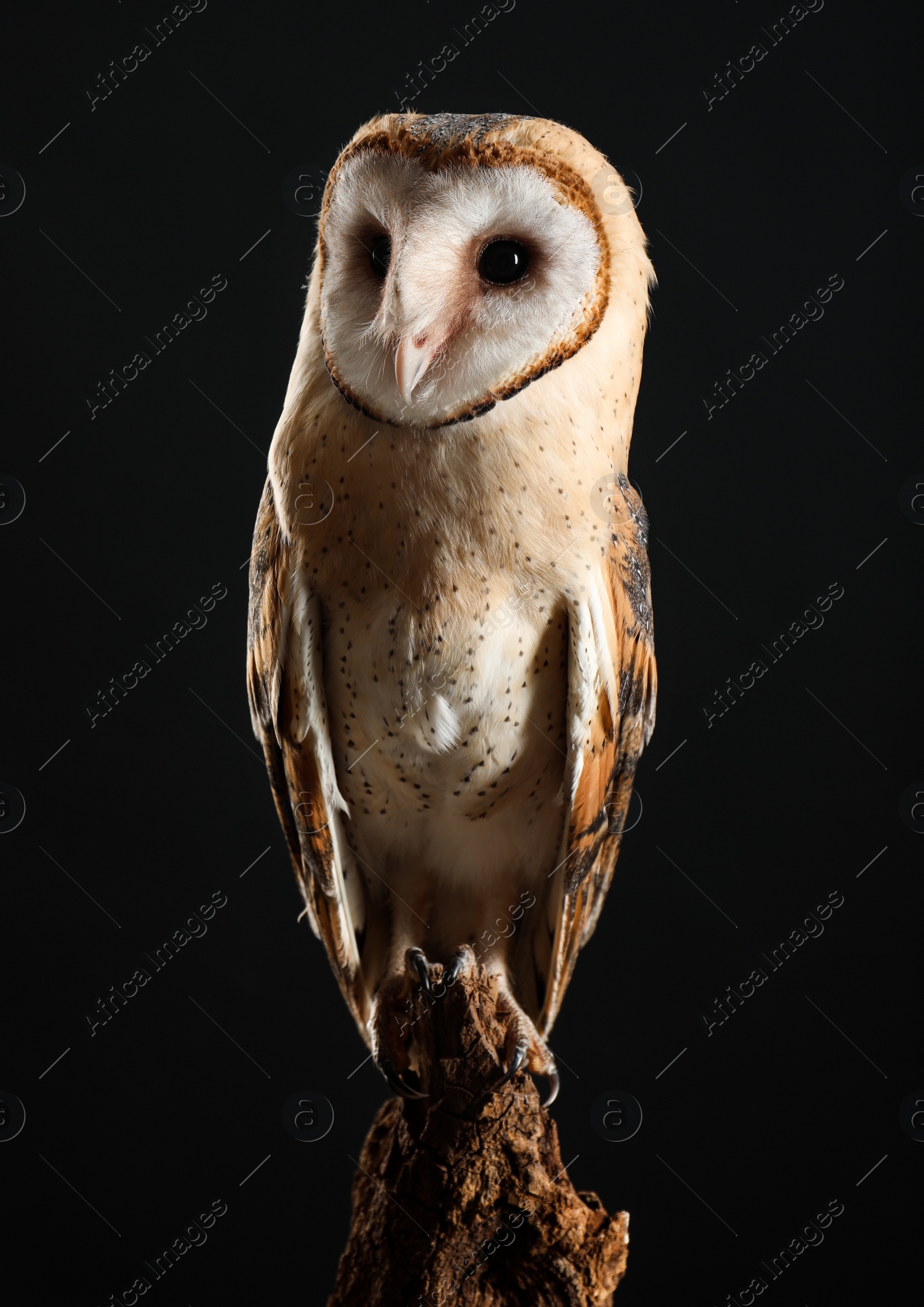 Photo of Beautiful common barn owl on tree against black background