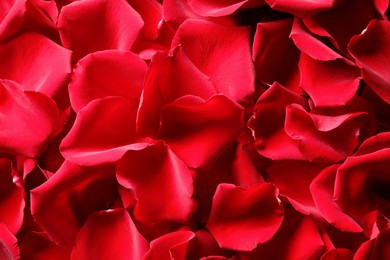 Beautiful red rose petals as background, top view