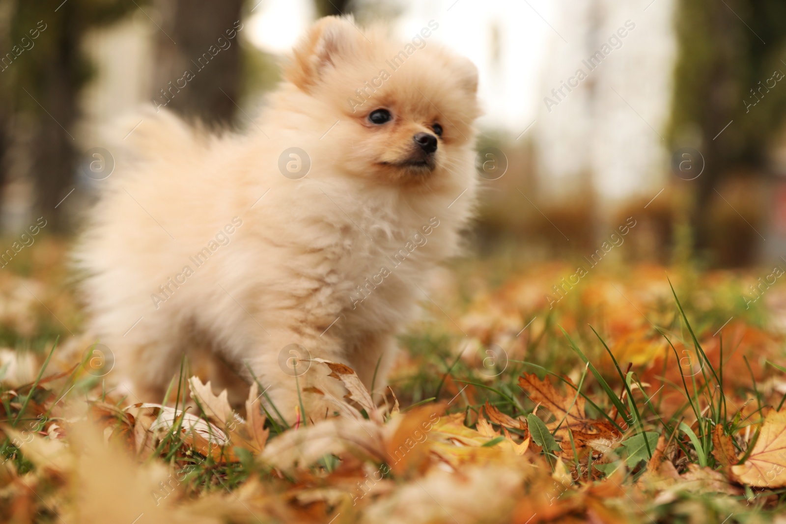 Photo of Cute fluffy dog in park on autumn day