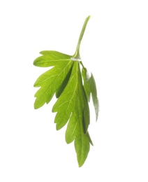 Photo of Fresh green organic parsley on white background