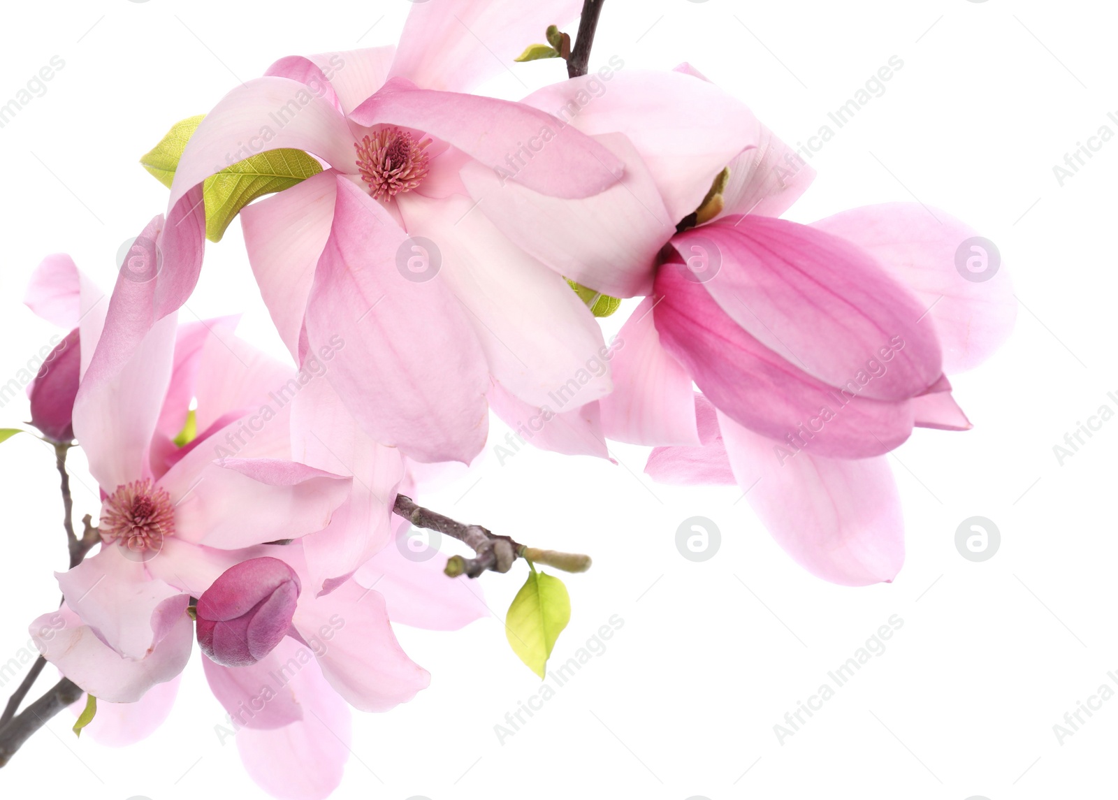 Photo of Beautiful pink magnolia flowers isolated on white