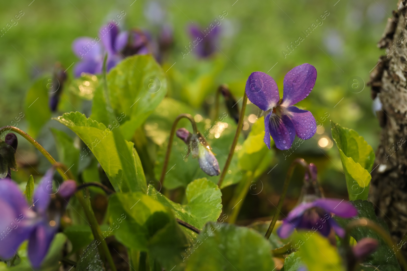 Photo of Beautiful wild violets blooming in forest. Spring flowers