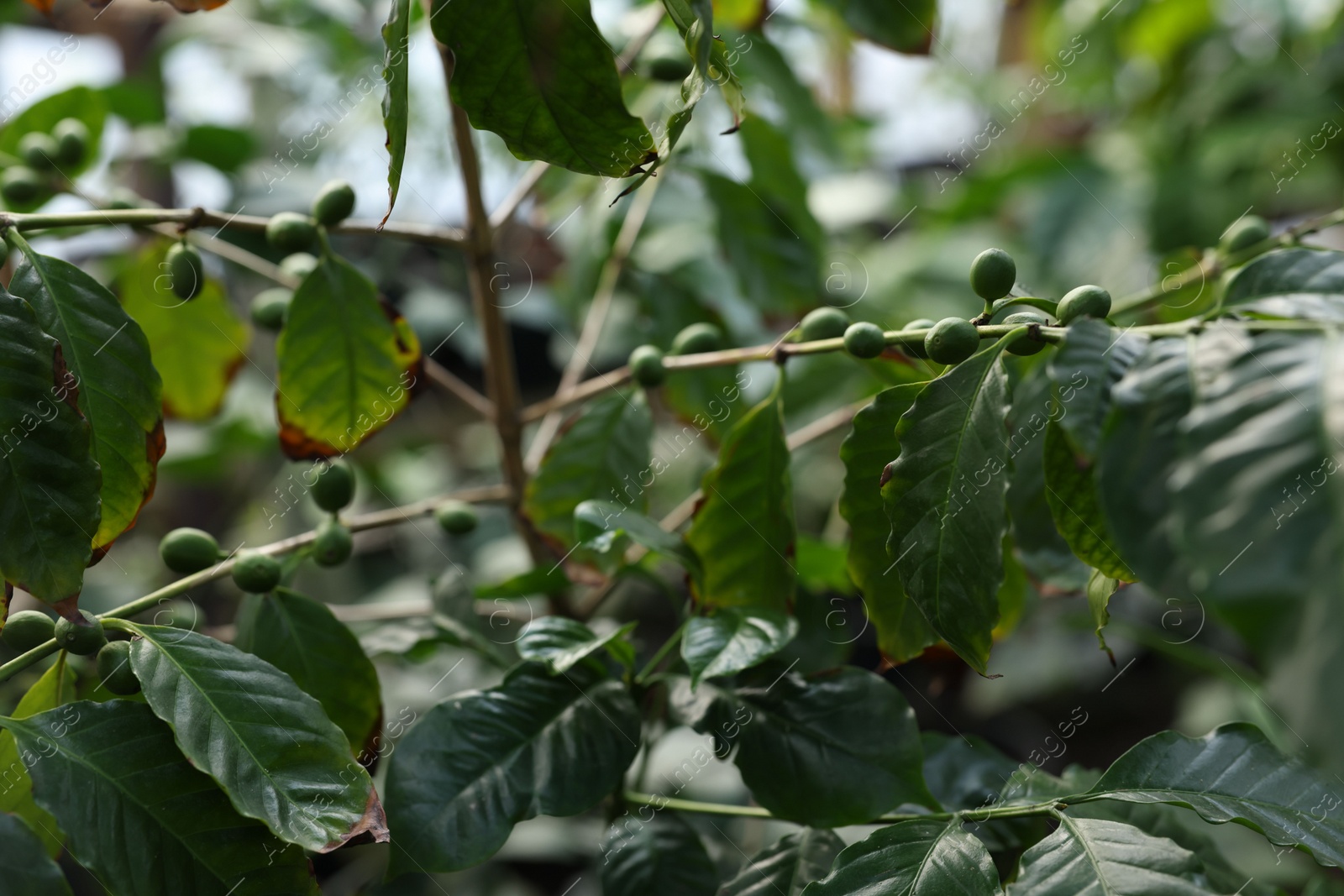 Photo of Unripe coffee fruits on tree in greenhouse, closeup