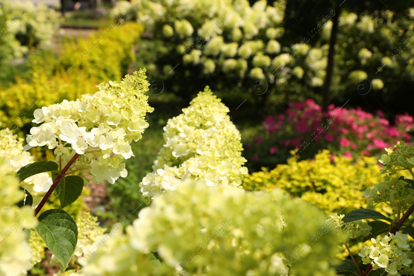 Photo of Beautiful hydrangea with blooming white flowers growing in garden, selective focus