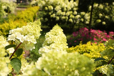 Photo of Beautiful hydrangea with blooming white flowers growing in garden, selective focus