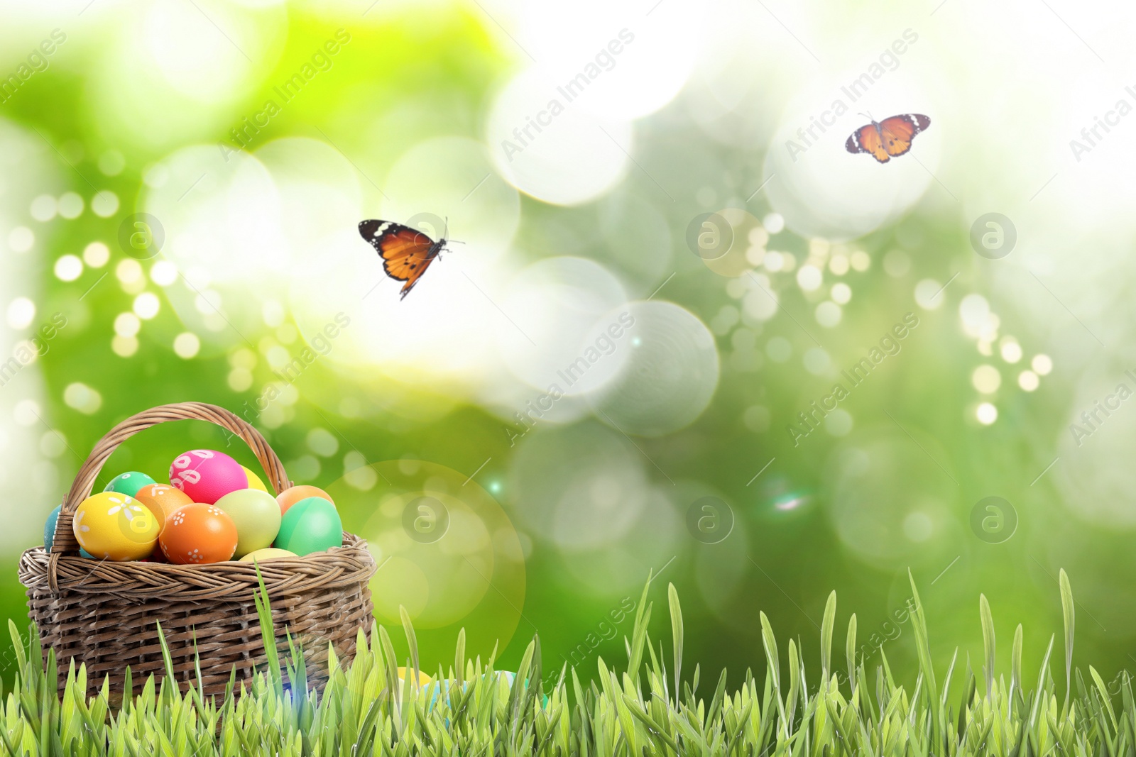 Image of Wicker basket with Easter eggs in green grass and butterflies on blurred background, space for text