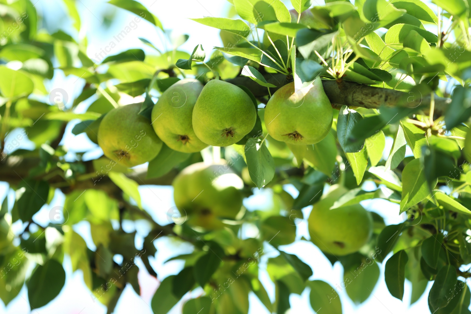 Photo of Branch of tree with pears and foliage in garden