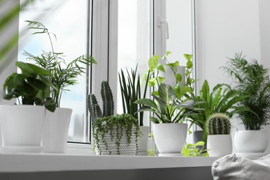 Photo of Many beautiful potted houseplants on windowsill indoors