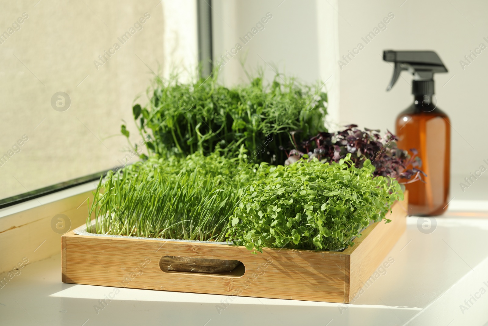 Photo of Different fresh microgreens in wooden crate on windowsill indoors