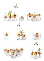 Set of avocado pits with sprouts on white background
