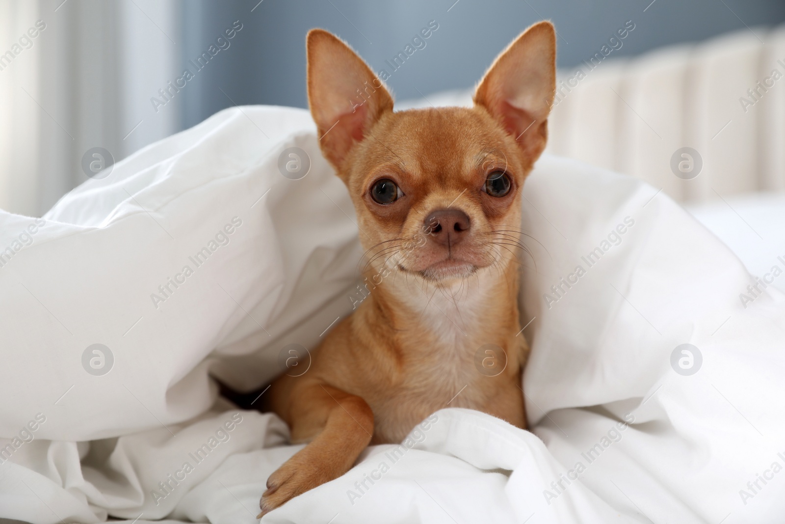 Photo of Cute Chihuahua dog under blanket at home