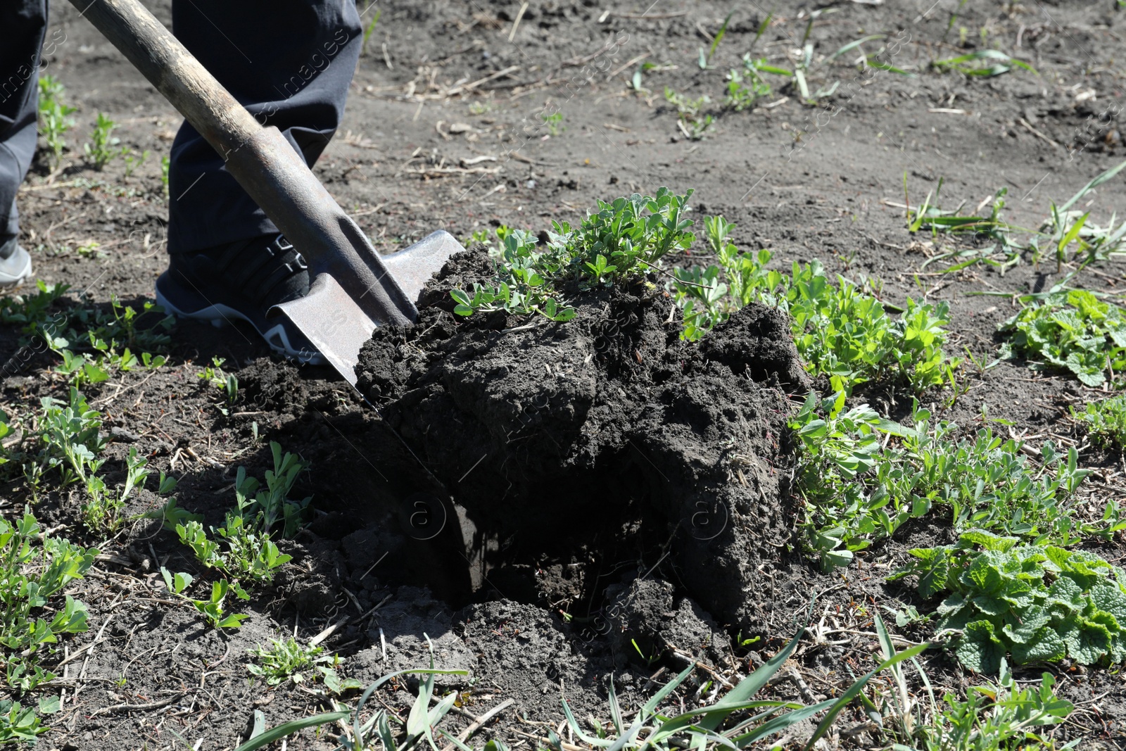 Photo of Gardener digging soil with shovel outdoors, closeup