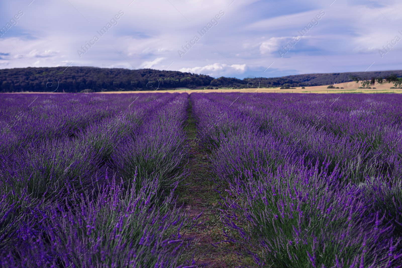 Photo of Picturesque view of beautiful blooming lavender field