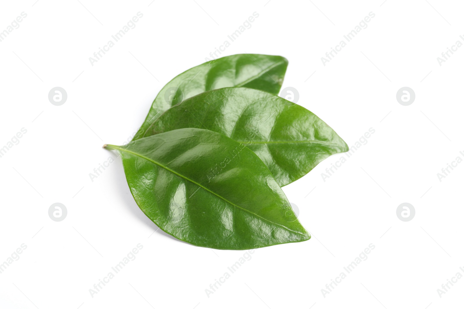 Photo of Fresh green coffee leaves isolated on white