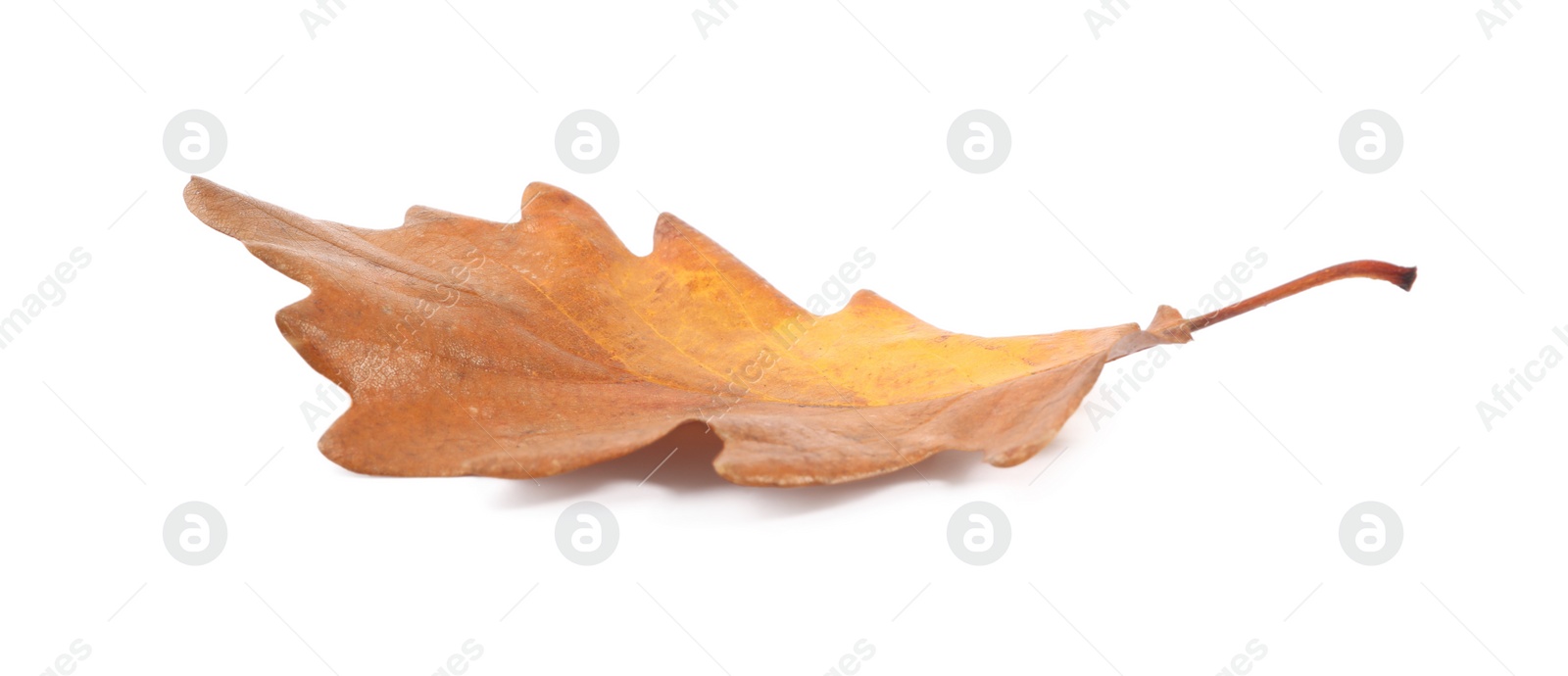 Photo of One dry autumn leaf isolated on white