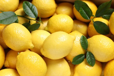 Fresh lemons and green leaves as background, closeup