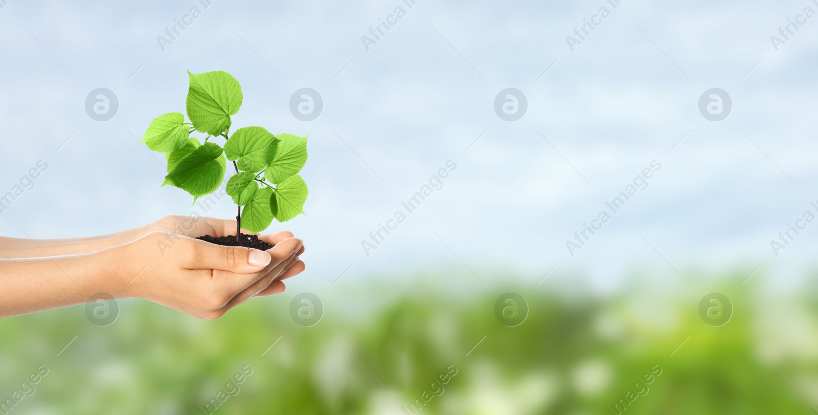 Image of Woman holding small tree in soil on sunny day, banner design with space for text. Ecology protection