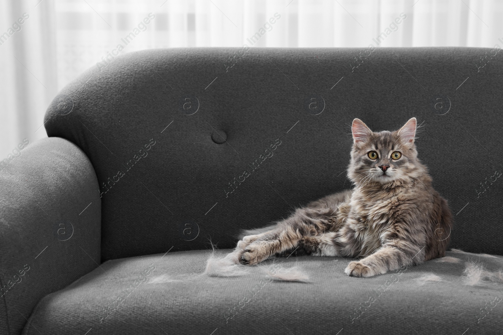 Photo of Cute cat and pet hair on grey sofa indoors