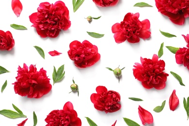 Flat lay composition with beautiful blooming peonies on white background