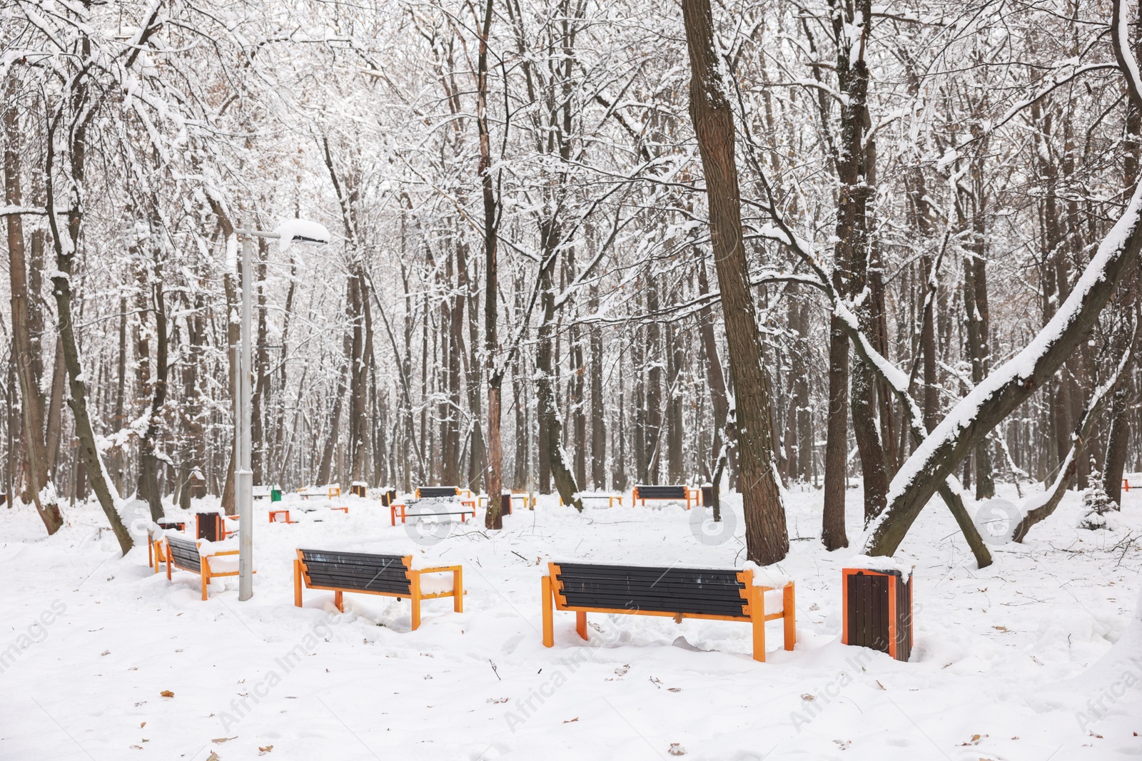 Photo of Trees and benches covered with snow in winter park