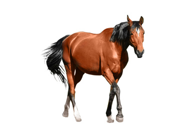 Image of Chestnut horse on white background. Beautiful pet