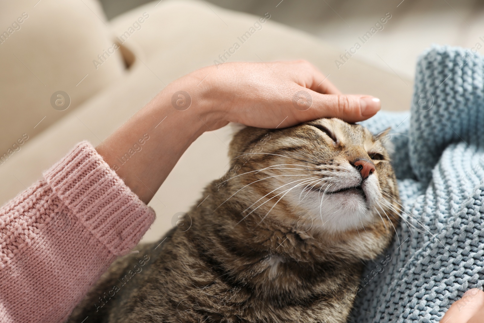 Photo of Cute tabby cat with owner on sofa, closeup. Friendly pet